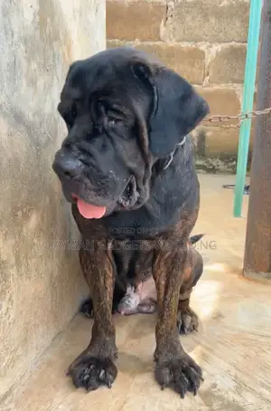 Purebred Boerboel Male, 1+ Year Old