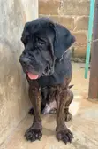 Purebred Boerboel Male, 1+ Year Old - 2