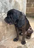 Purebred Boerboel Male, 1+ Year Old - 3