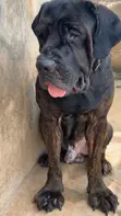 Purebred Boerboel Male, 1+ Year Old - 4