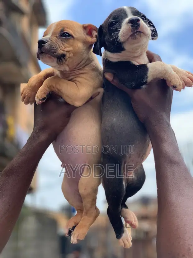 Zuriyayar American Bully Yarinya - Mace, Watan 1-3 - 1
