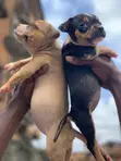 Zuriyayar American Bully Yarinya - Mace, Watan 1-3 - 2