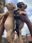 Zuriyayar American Bully Yarinya - Mace, Watan 1-3 - 3