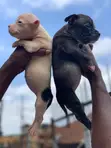 Zuriyayar American Bully Yarinya - Mace, Watan 1-3 - 5