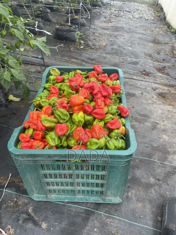 Premium Organic Super Habanero Peppers - 1