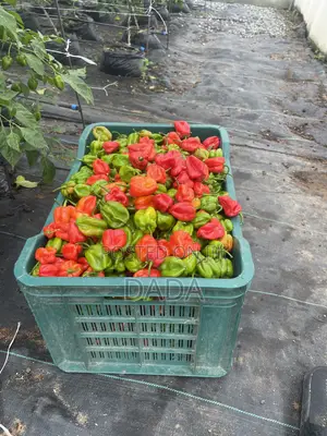 Premium Organic Super Habanero Peppers