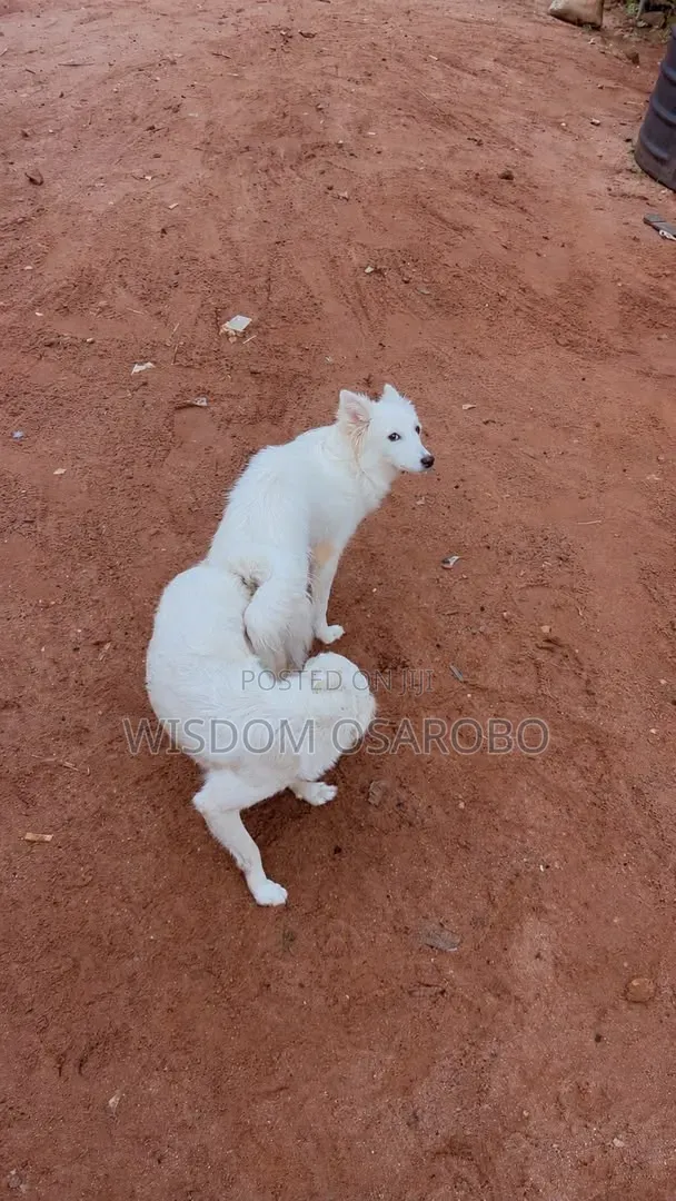 American Eskimo Namiji Mai Shekara 1+ Don Saduwa - 1
