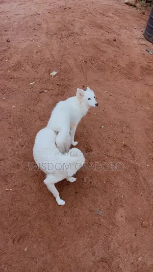 American Eskimo Namiji Mai Shekara 1+ Don Saduwa