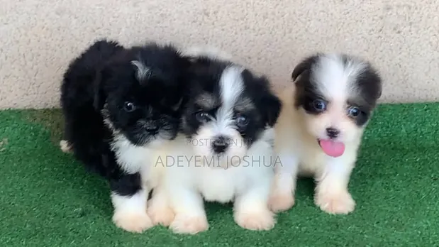 Zuriya Mai Tsarki Ta Lhasa Apso (Wata 1-3) - 1