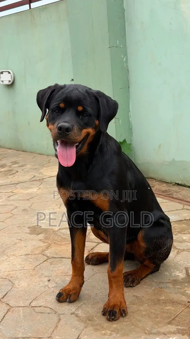 Purebred Rottweiler Male - 10 Months Old - 1