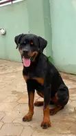 Purebred Rottweiler Male - 10 Months Old - 1