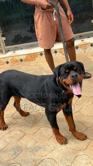 Purebred Rottweiler Male - 10 Months Old