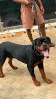 Purebred Rottweiler Male - 10 Months Old - 2