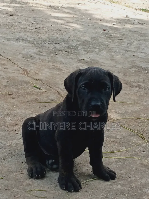 Purebred Cane Corso Puppy - 1-3 Months Male - 1