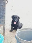 Kare Cane Corso Mai Tsarki - Wata 1-3 Namiji - 2