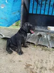 Kare Cane Corso Mai Tsarki - Wata 1-3 Namiji - 3