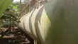 Used 35-Ton LPG Storage Tank (2 Units) - 5