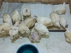 Healthy Broilers for Sale