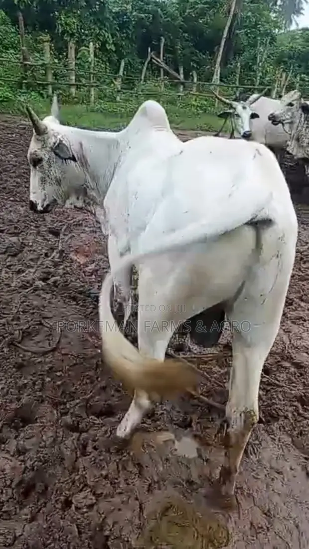 Ingantacciyar Saniya Mai Girman Biki - 1