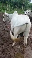 Ingantacciyar Saniya Mai Girman Biki - 1