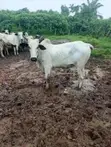 Ingantacciyar Saniya Mai Girman Biki - 3