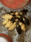 Muscovy Duck Meat & Ducklings - 1
