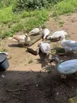 Muscovy Duck Meat & Ducklings - 2