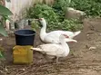 Muscovy Duck Meat & Ducklings - 3