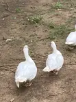 Muscovy Duck Meat & Ducklings - 4