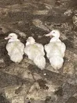 Muscovy Duck Meat & Ducklings - 5