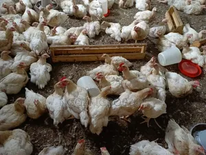 Broiler Chickens - 7 Weeks Plus