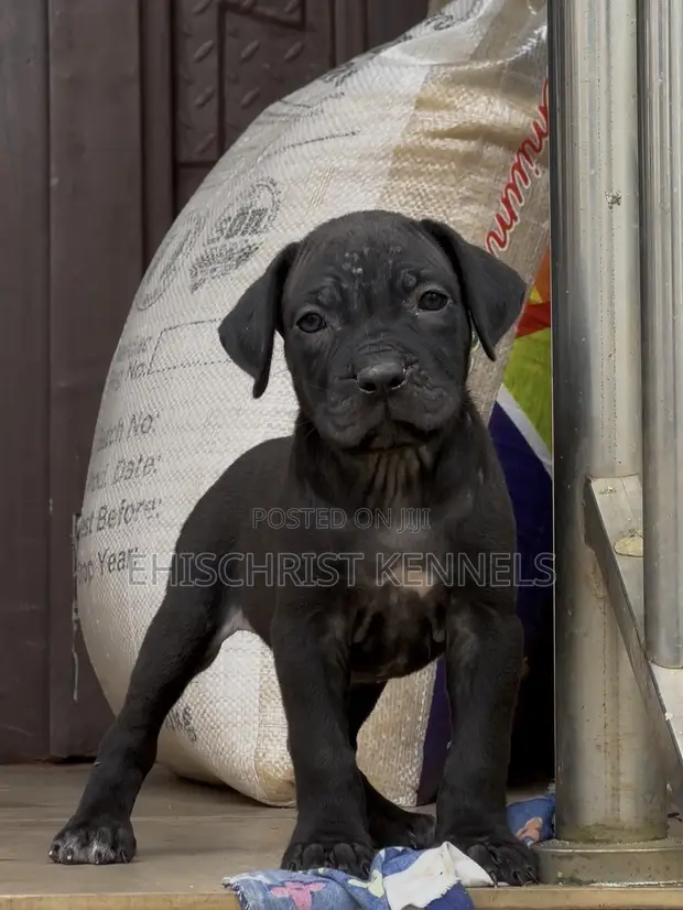 Female Purebred Cane Corso Puppy (1-3 Months) - 1