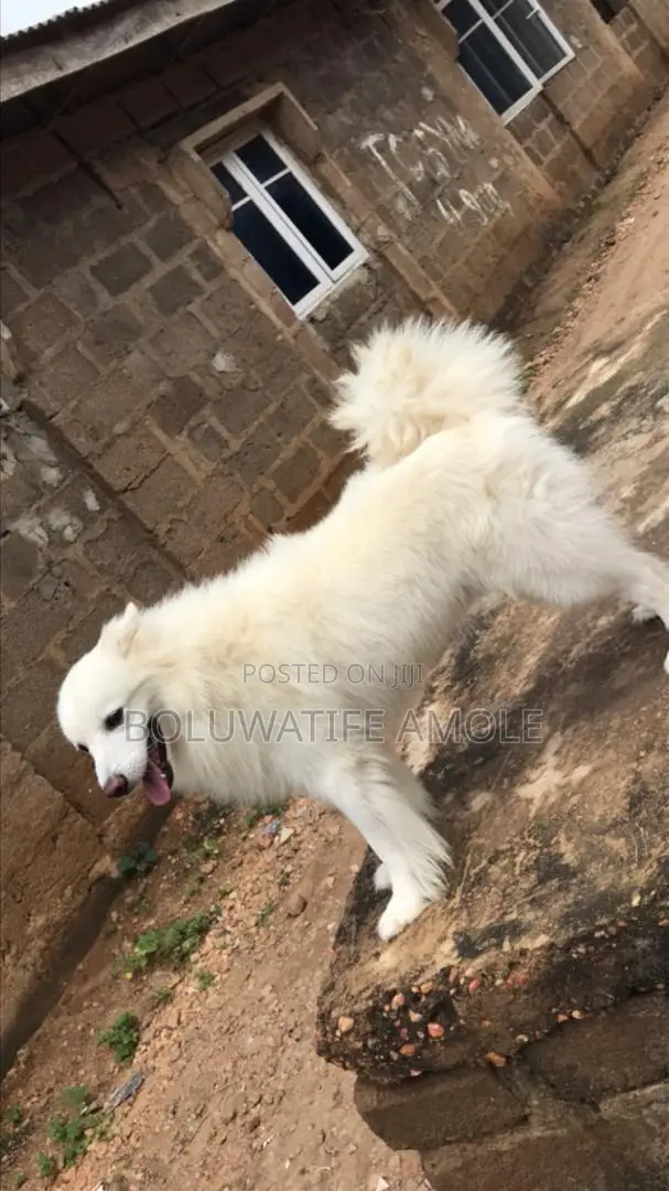 Purebred American Eskimo, 1+ Year Male - 1