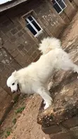 Purebred American Eskimo, 1+ Year Male - 1