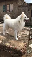 Purebred American Eskimo, 1+ Year Male - 2