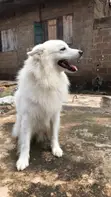 Purebred American Eskimo, 1+ Year Male - 3