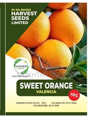 Valencia Sweet Orange Seeds (1st Choice)