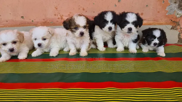 Female Lhasa Apso Puppy, 1-3 Months Old - 1