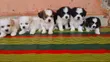 Female Lhasa Apso Puppy, 1-3 Months Old - 1