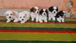 Female Lhasa Apso Puppy, 1-3 Months Old - 2