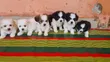 Female Lhasa Apso Puppy, 1-3 Months Old - 3