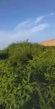 2 Plots of Land for Lease - Osogbo, Osun State - 2