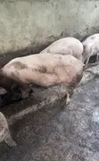 Aljannu da aka yi musu gyaran jiki (80kg+) - 1