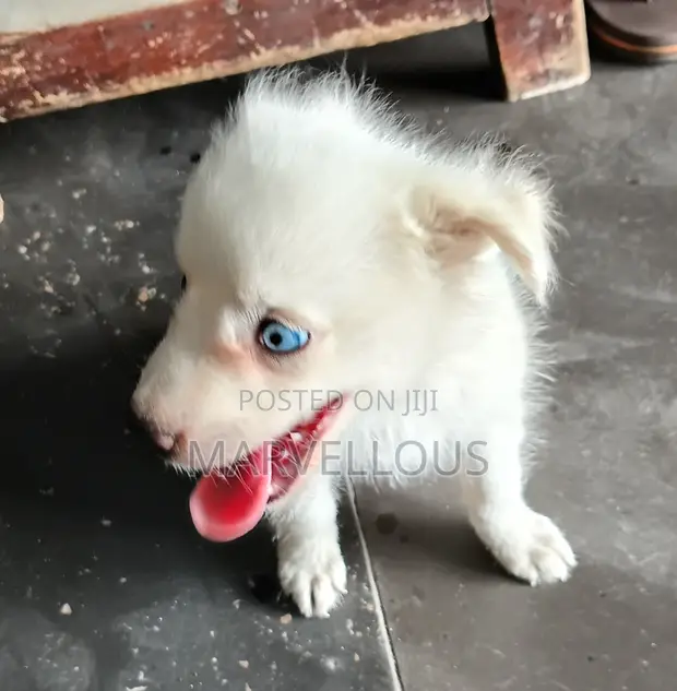 Female Mixed Breed American Eskimo, 3-6 Months - 1