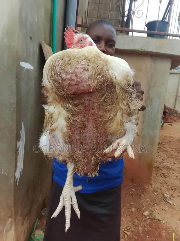 Broilers for Sale - 1