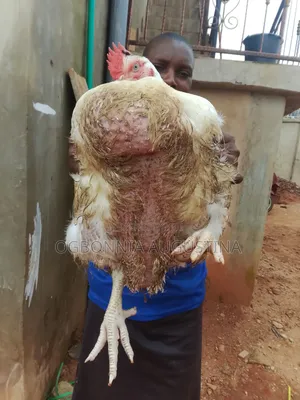 Broilers for Sale