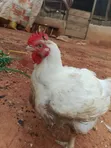 Broilers for Sale - 2