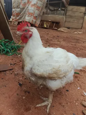 Broilers for Sale