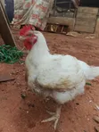 Broilers for Sale - 3