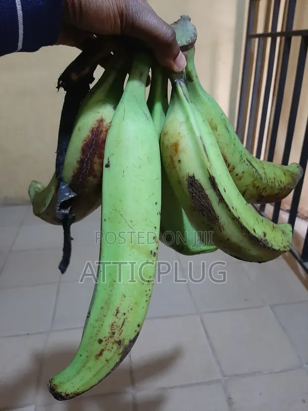 Healthy Unripe Plantain - 1